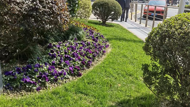 家庭阳台垂直绿化墙：植物选择与养护之道